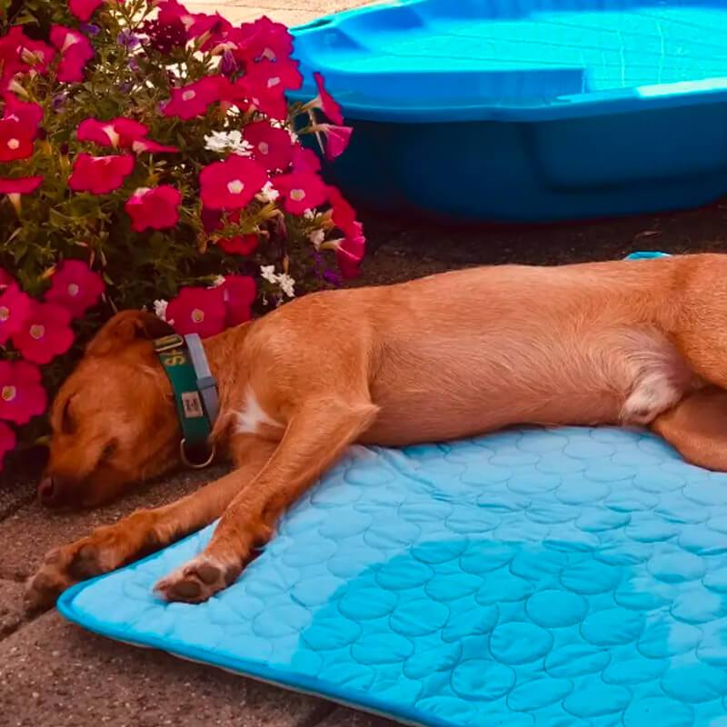 PetCool™ V.3 - Pet Cooling Mat