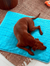 Cooling Mat for All Pets